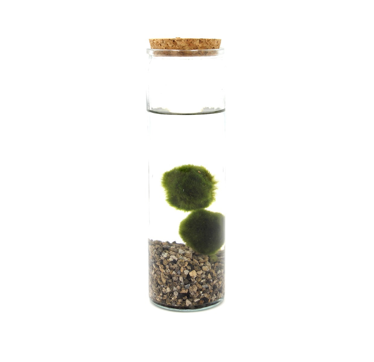 Alga Marimo in Cilindro di Vetro - marimo-in-cilindro-di-vetro