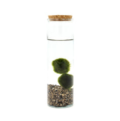 Alga Marimo in Cilindro di Vetro - marimo-in-cilindro-di-vetro