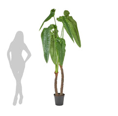 Alocasia Calidora artificiale Real Touch - 232465