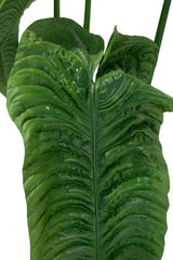 Alocasia Calidora artificiale Real Touch - 232465