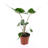 Alocasia macrorrhiza Stingray : Piante verdi da appartamento - Alocasia-stingray