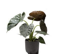 Alocasia Wentii : Piante verdi da appartamento - Alocasia wentii