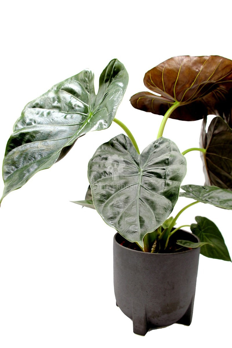Alocasia Wentii : Piante verdi da appartamento - Alocasia wentii