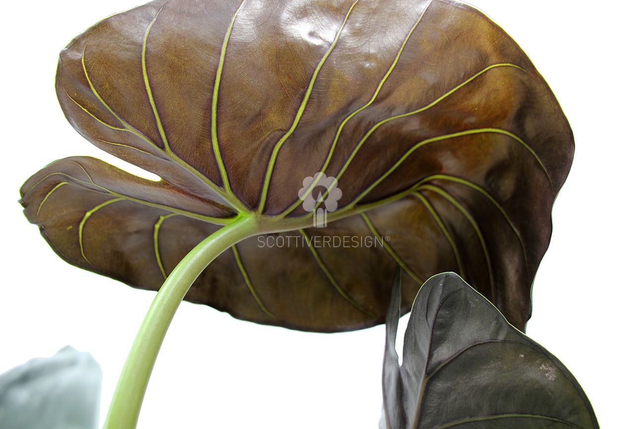 Alocasia Wentii : Piante verdi da appartamento - Alocasia wentii