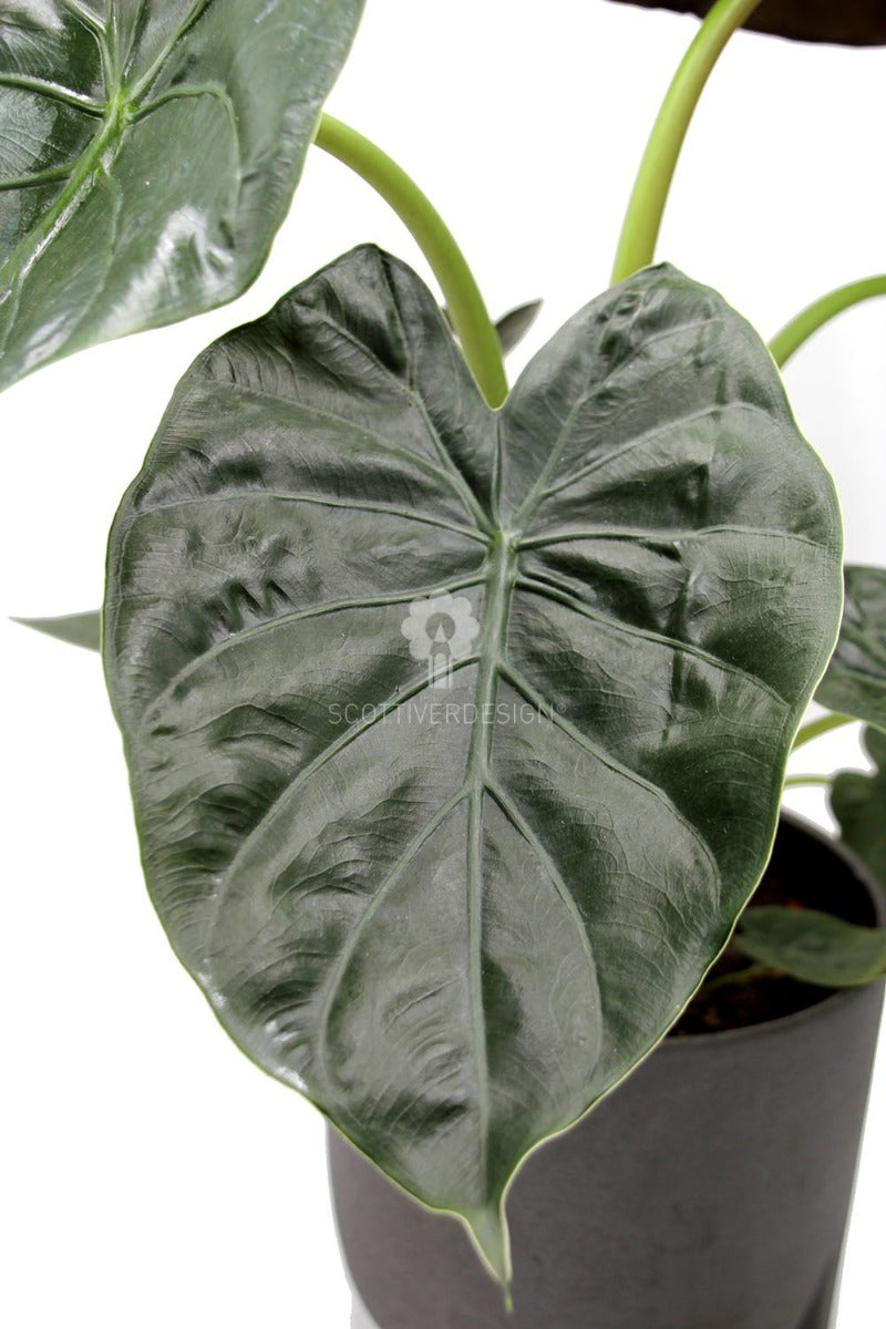 Alocasia Wentii : Piante verdi da appartamento - Alocasia wentii