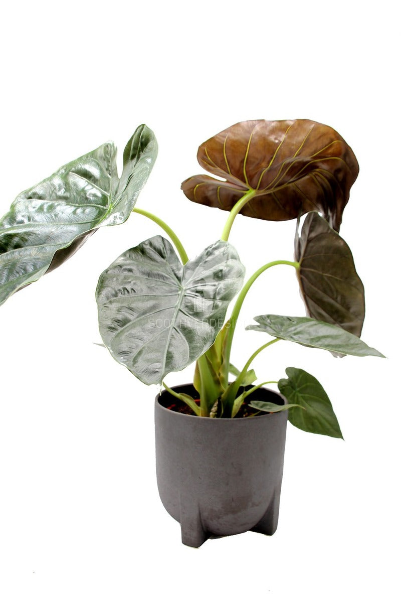 Alocasia Wentii : Piante verdi da appartamento - Alocasia wentii