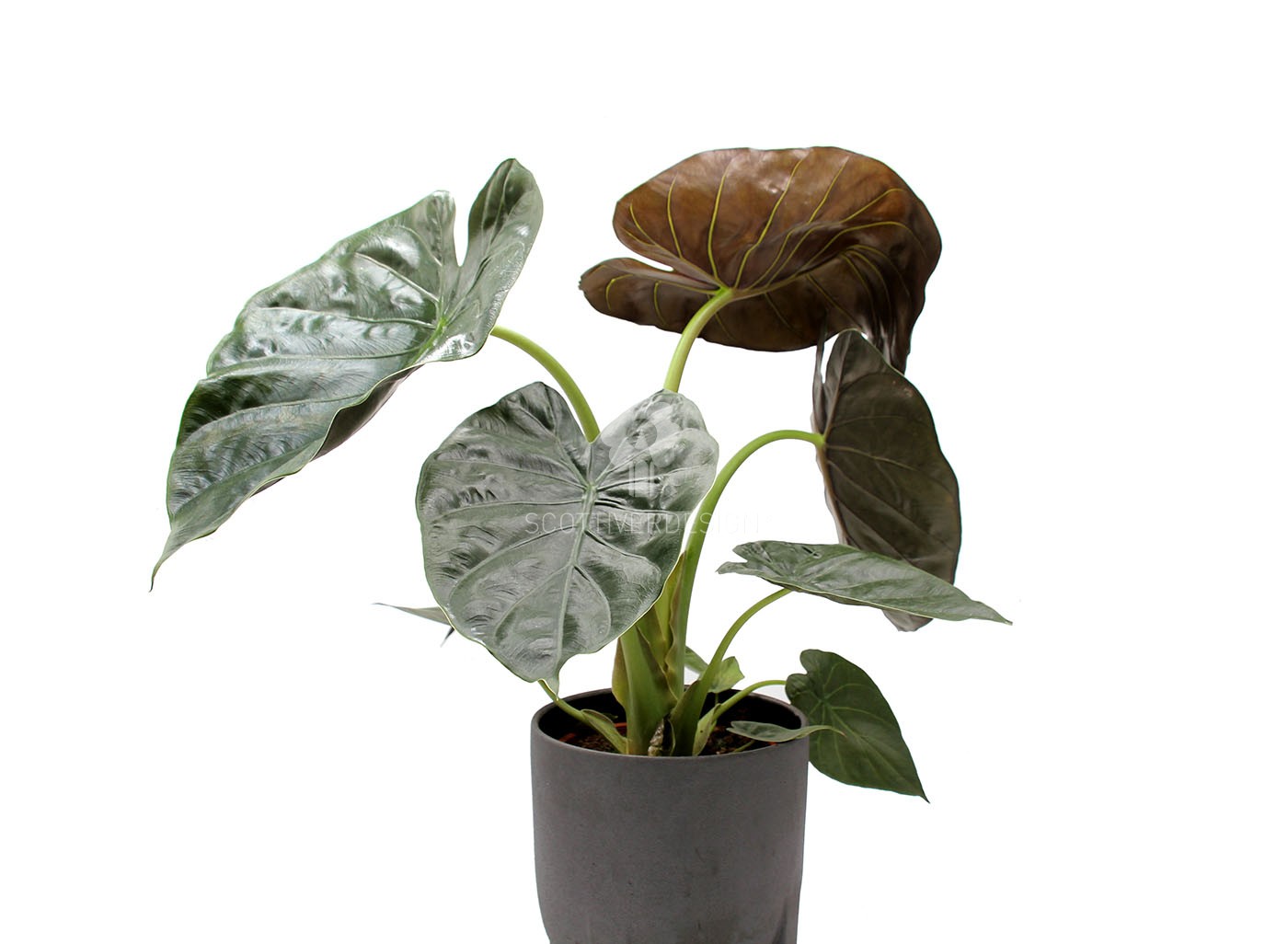 Alocasia Wentii : Piante verdi da appartamento - Alocasia wentii