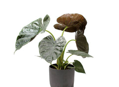 Alocasia Wentii : Piante verdi da appartamento - Alocasia wentii