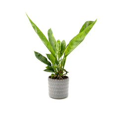 Anthurium Jungle King - anthurium-jungle