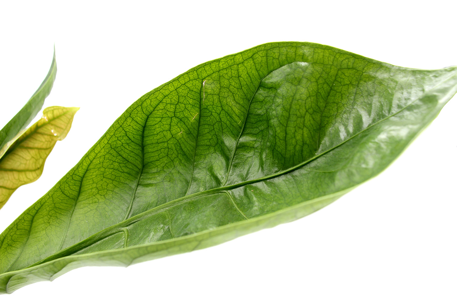 Anthurium Jungle King - anthurium-jungle