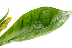 Anthurium Jungle King - anthurium-jungle