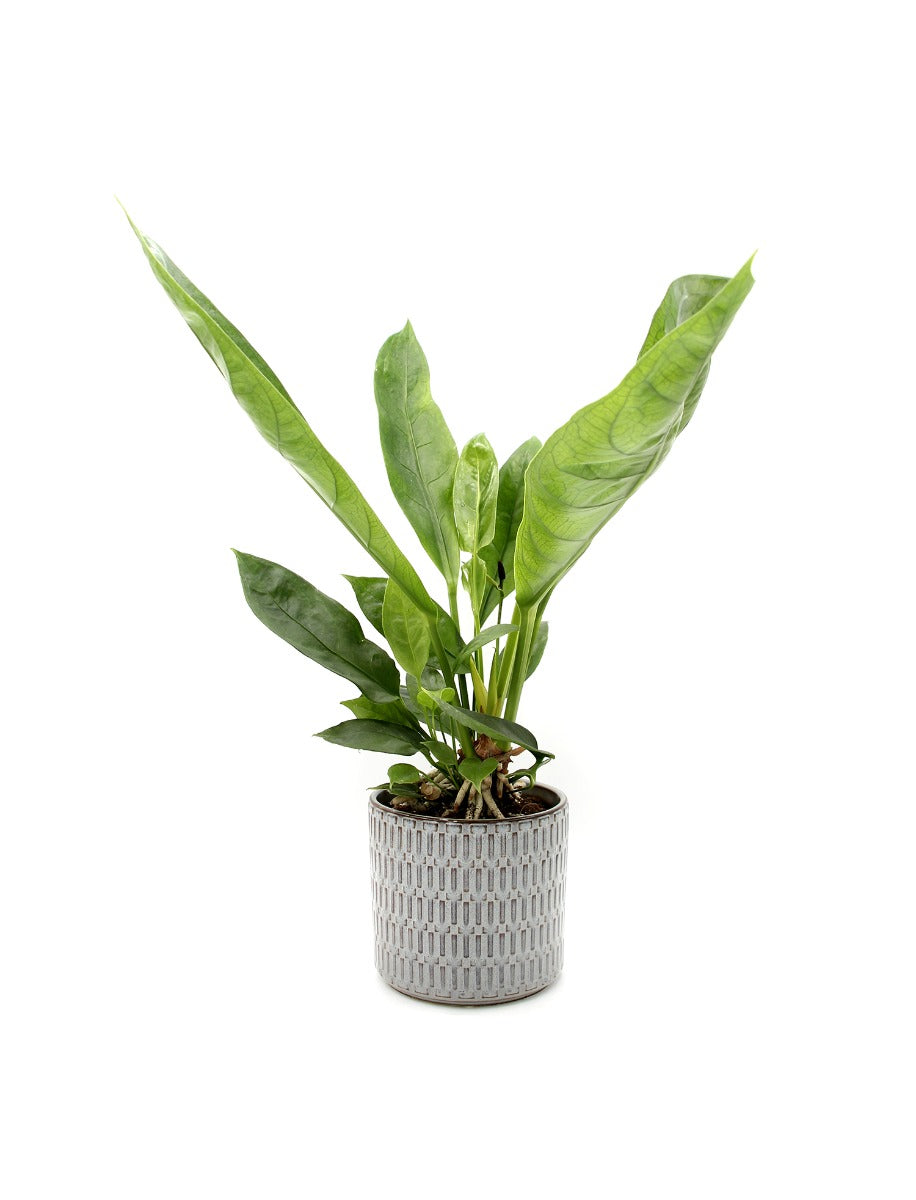 Anthurium Jungle King - anthurium-jungle