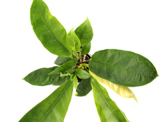 Anthurium Jungle King - anthurium-jungle