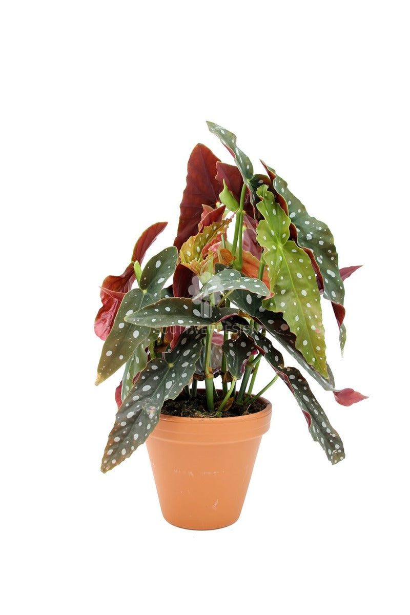 Begonia Maculata Wightii - Begonia-blad-maculata-Wightii