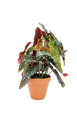 Begonia Maculata Wightii - Begonia-blad-maculata-Wightii