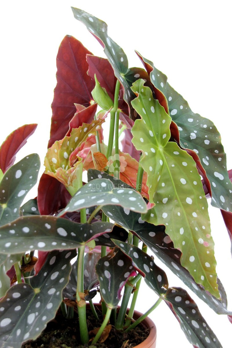 Begonia Maculata Wightii - Begonia-blad-maculata-Wightii