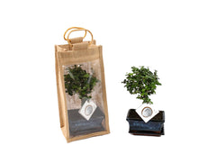 Bomboniere green: Bonsai varietà assortite in juta giftbox - Misto-bonsai-in-juta-giftbox