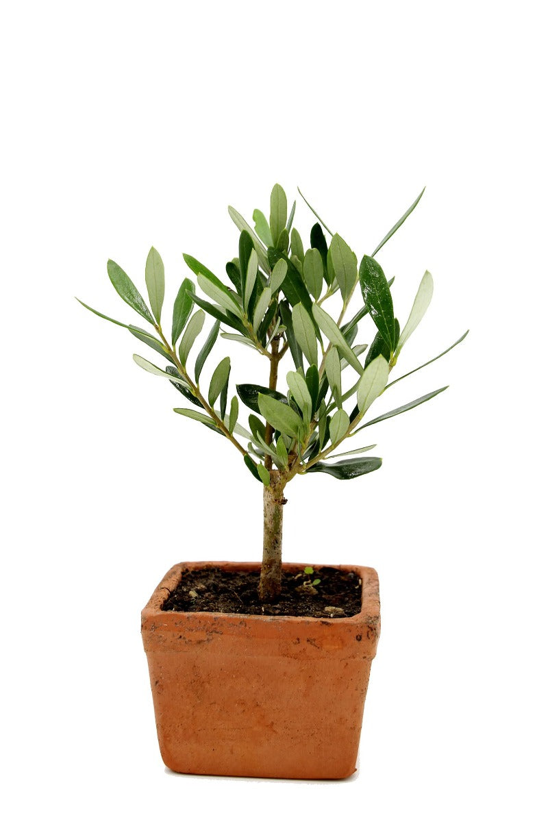 Bonsai Olivo in vasetto di terracotta - bonsai-olivo