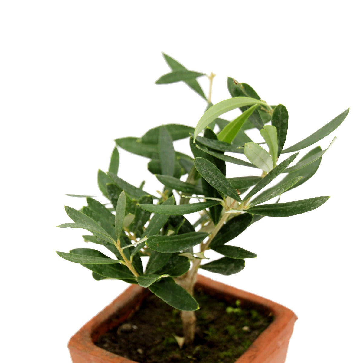 Bonsai Olivo in vasetto di terracotta - bonsai-olivo