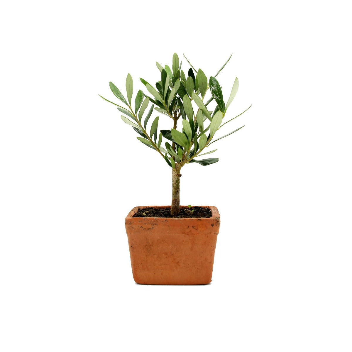 Bonsai Olivo in vasetto di terracotta - bonsai-olivo