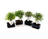 Bomboniere green: Bonsai varietà assortite in vaso - Misto Bonsai