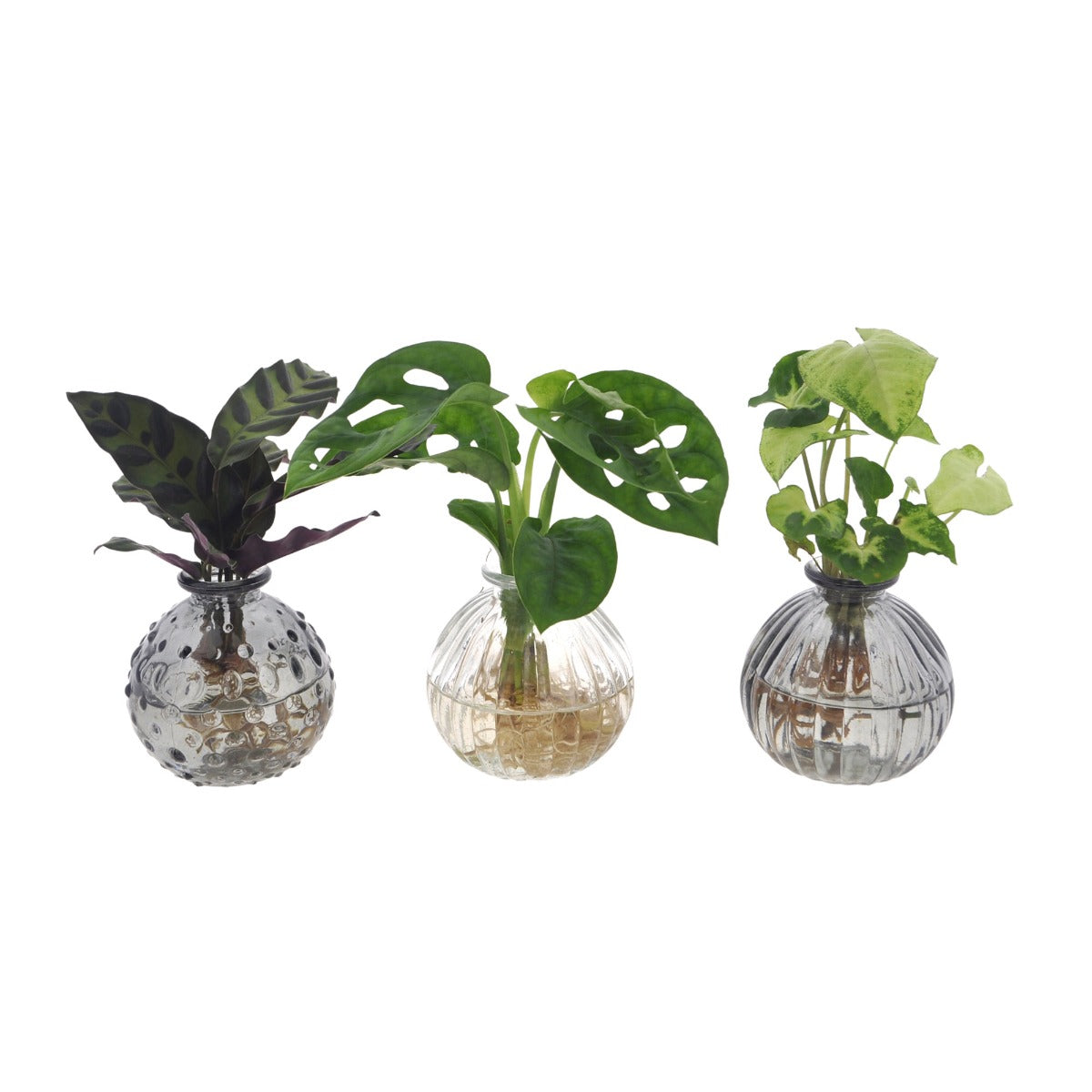 Bomboniera Eco-friendly | Mix Piantine Idroponiche in Ampolline - HAR_LIP800