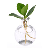 Bomboniere Eco Friendly | Clusia Princess Idro in Ampollina di Vetro - HAR_J62J00