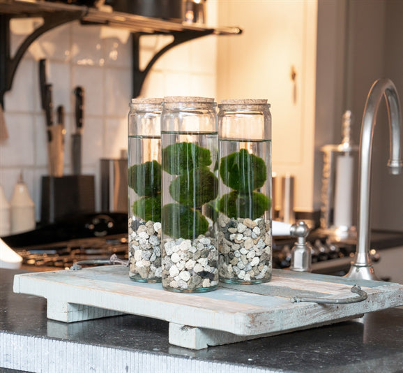 Bomboniera Green - Alga Marimo in Cilindro di Vetro - marimo-cilinder