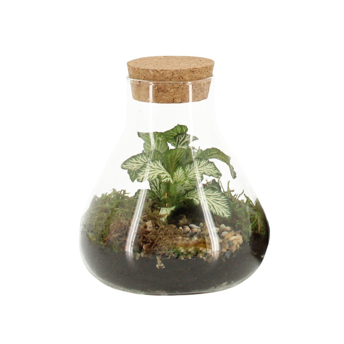 Bomboniera Green | Terrarium Laborantin - HAR_KTRP00