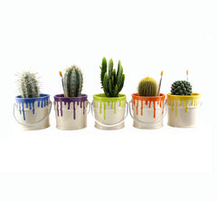 Bomboniere green: Mix piantine grasse in vasetto paint - pianta-grassa-vasetto-paint