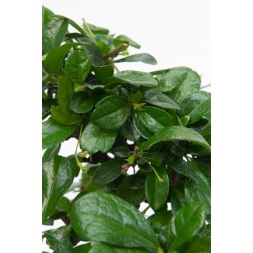 Bomboniere green: Bonsai varietà assortite in juta giftbox - Misto-bonsai-in-juta-giftbox