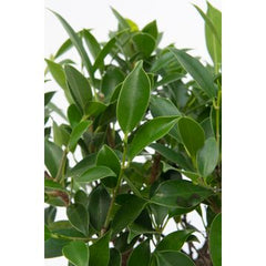 Bomboniere green: Bonsai varietà assortite in juta giftbox - Misto-bonsai-in-juta-giftbox