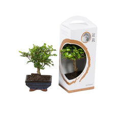 Bomboniere green: Bonsai varietà assortite in gift box - Misto-bonsai-in-giftbox