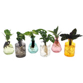 Mix Idro Color | Bomboniere Green - Piantine idroponiche in vasetti colorati - mix-idro-color