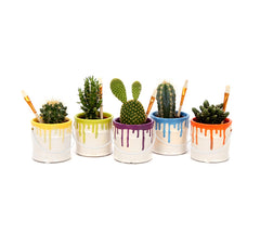 Bomboniere green: Mix piantine grasse in vasetto paint - pianta-grassa-vasetto-paint