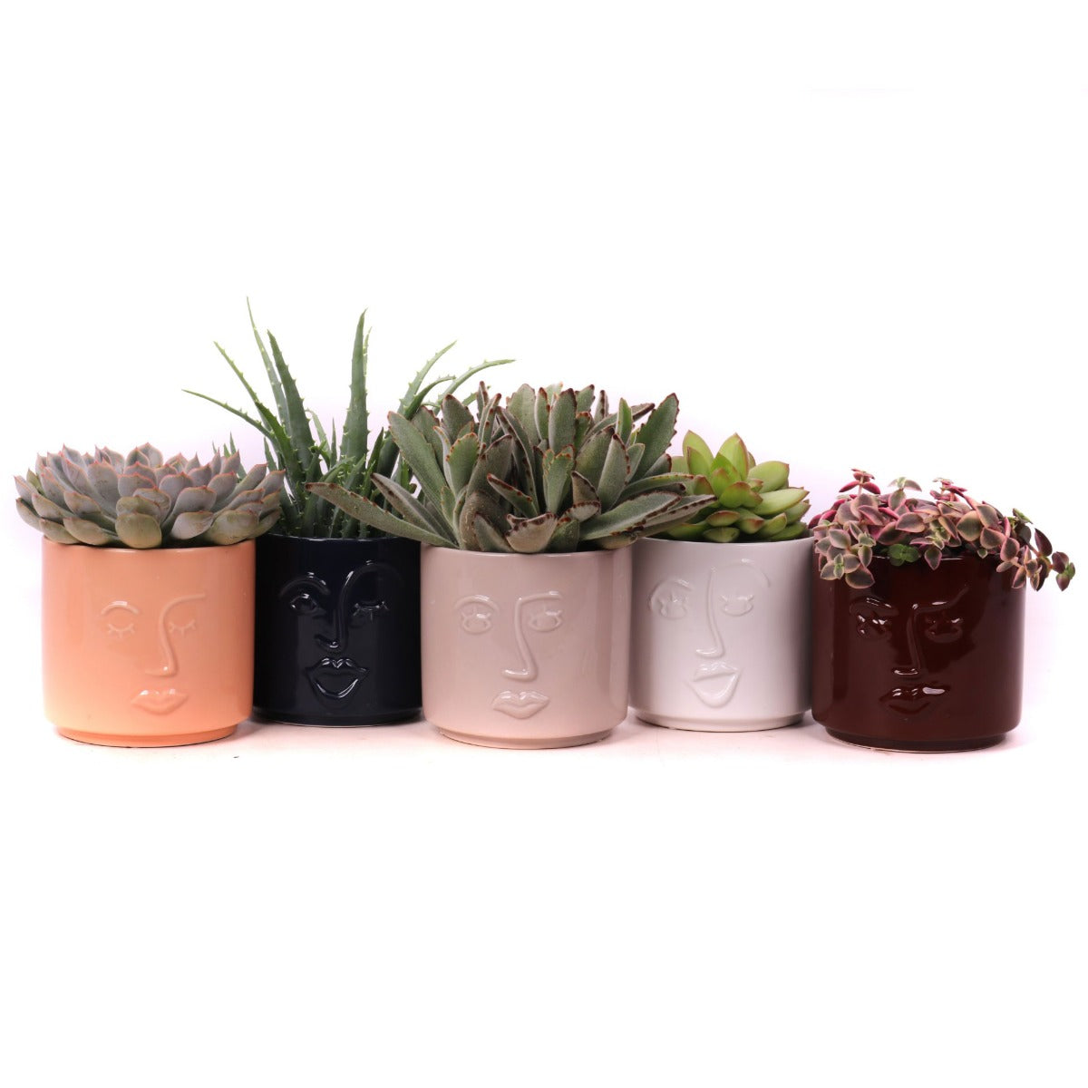 Bomboniere green | Mix piantine grasse in vasetti viso - HAR_L2EQ00