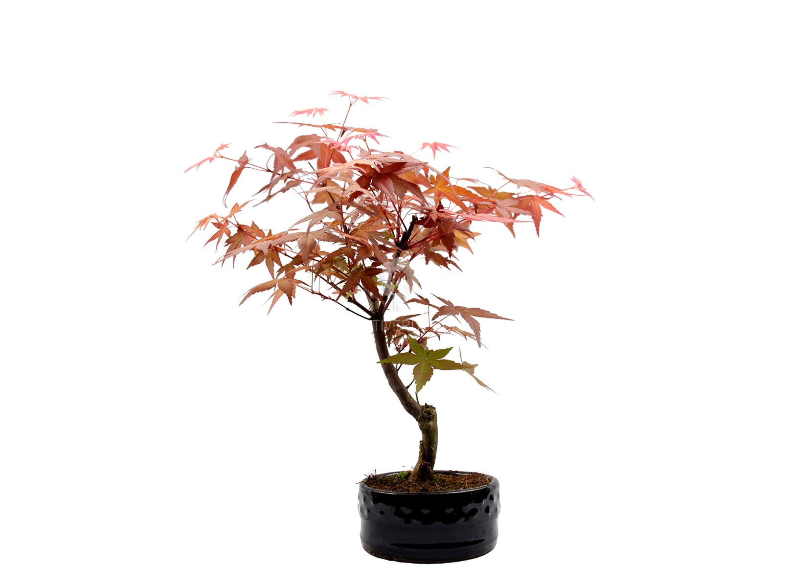 Bomboniere green: Acero Rosso Bonsai in vaso - Bonsai Acero Rosso