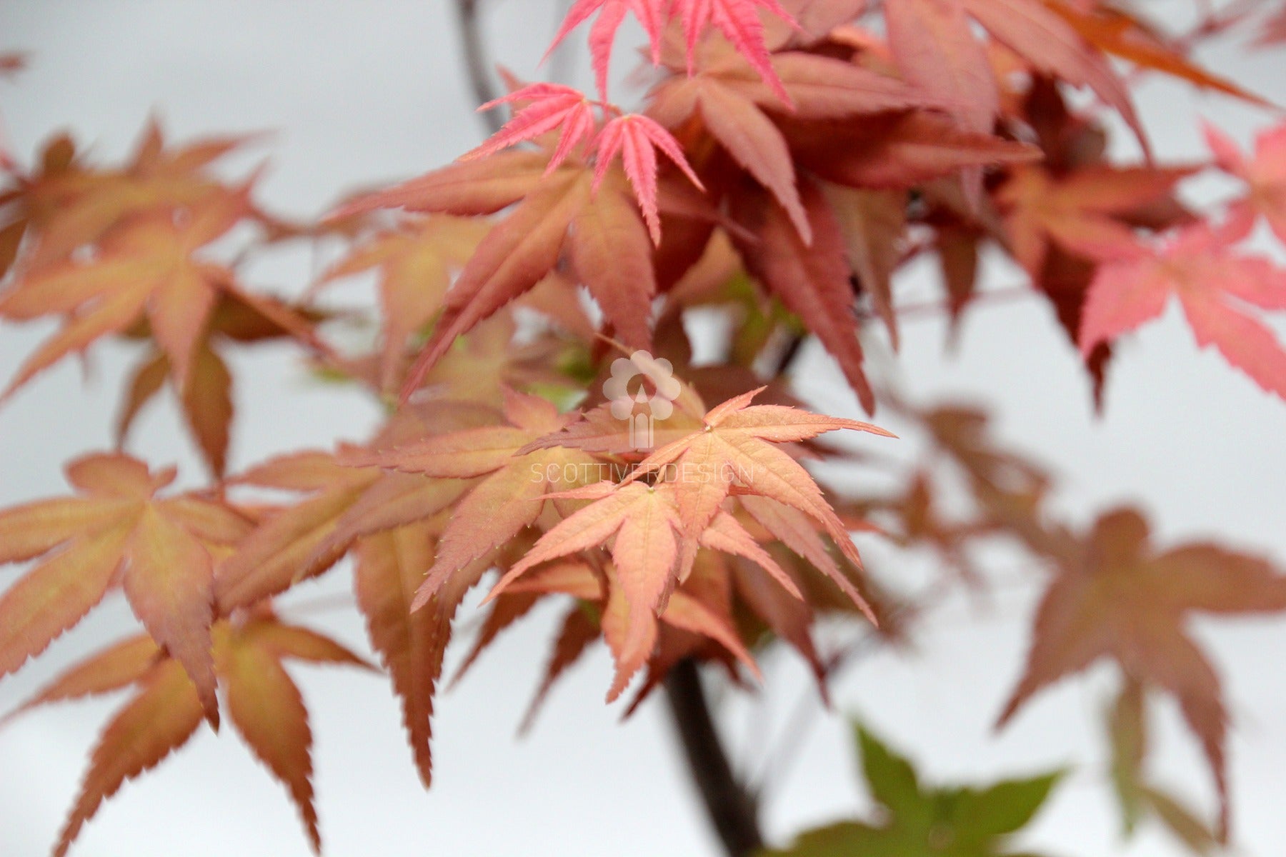 Bomboniere green: Acero Rosso Bonsai in vaso - Bonsai Acero Rosso