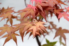 Bomboniere green: Acero Rosso Bonsai in vaso - Bonsai Acero Rosso