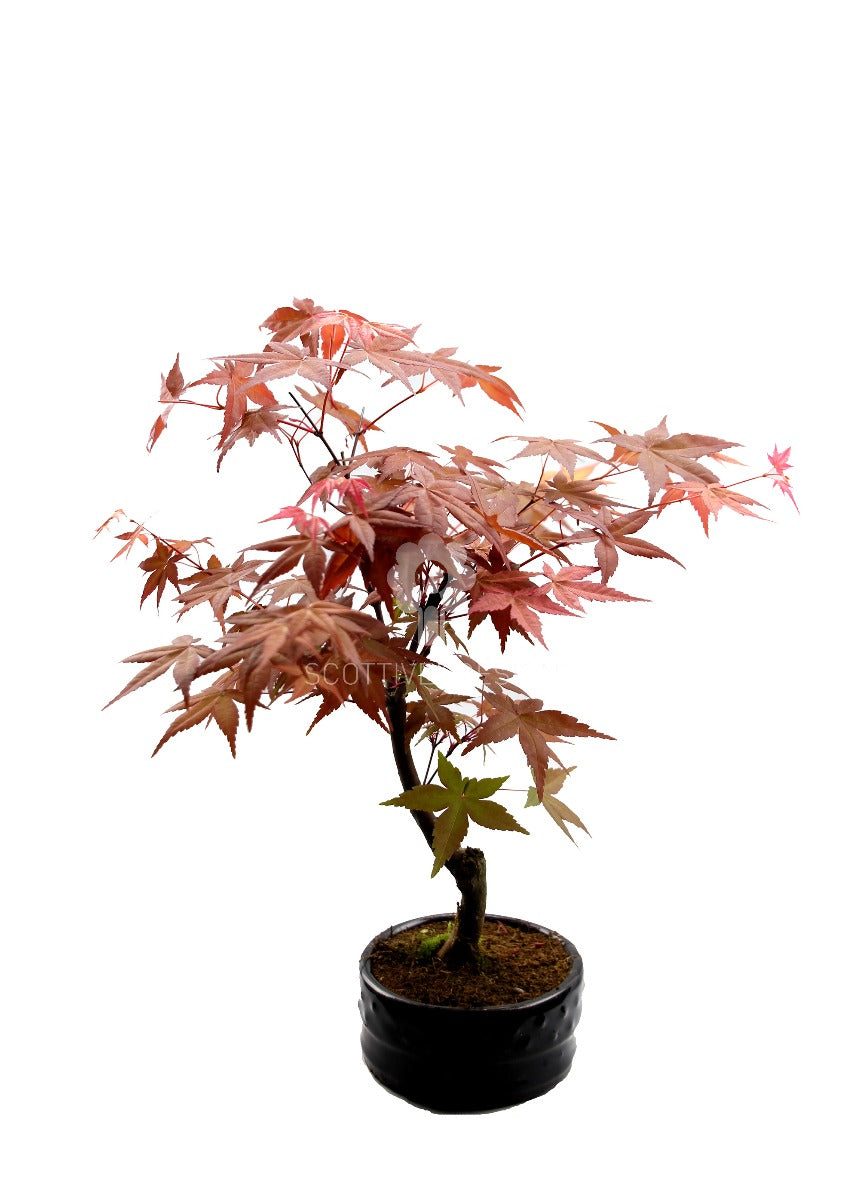Bomboniere green: Acero Rosso Bonsai in vaso - Bonsai Acero Rosso