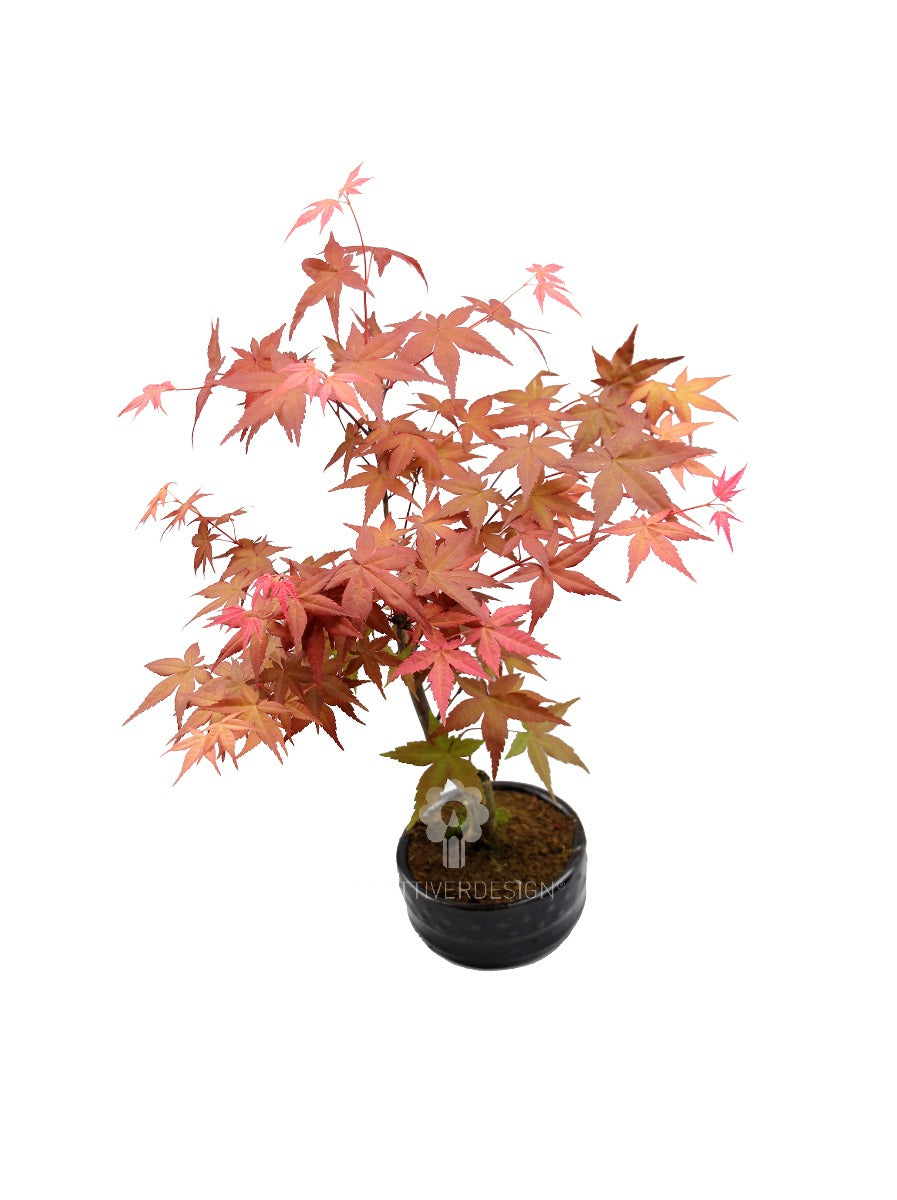 Bomboniere green: Acero Rosso Bonsai in vaso - Bonsai Acero Rosso