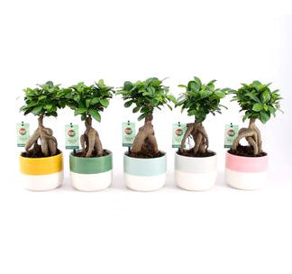 Bomboniere green: Bonsai Ficus Microcarpa Ginseng - Bonsai-microcarpa-ginseng