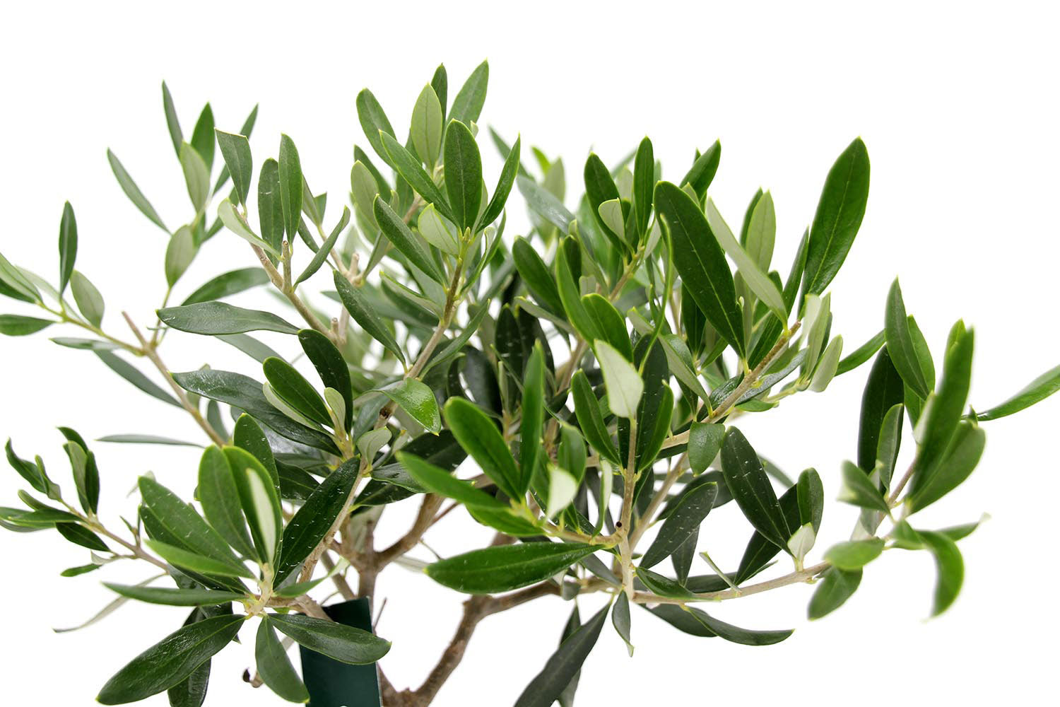 Bonsai Olivo in ciotola di terracotta - bonsai-olivo-ciotola