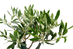 Bonsai Olivo in ciotola di terracotta - bonsai-olivo-ciotola