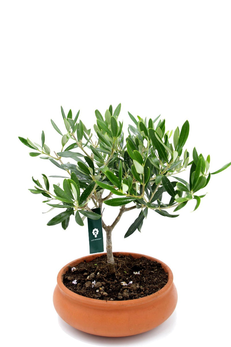 Bonsai Olivo in ciotola di terracotta - bonsai-olivo-ciotola