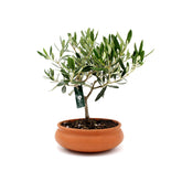 Bonsai Olivo in ciotola di terracotta - bonsai-olivo-ciotola