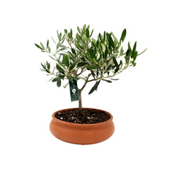 Bonsai Olivo in ciotola di terracotta - bonsai-olivo-ciotola