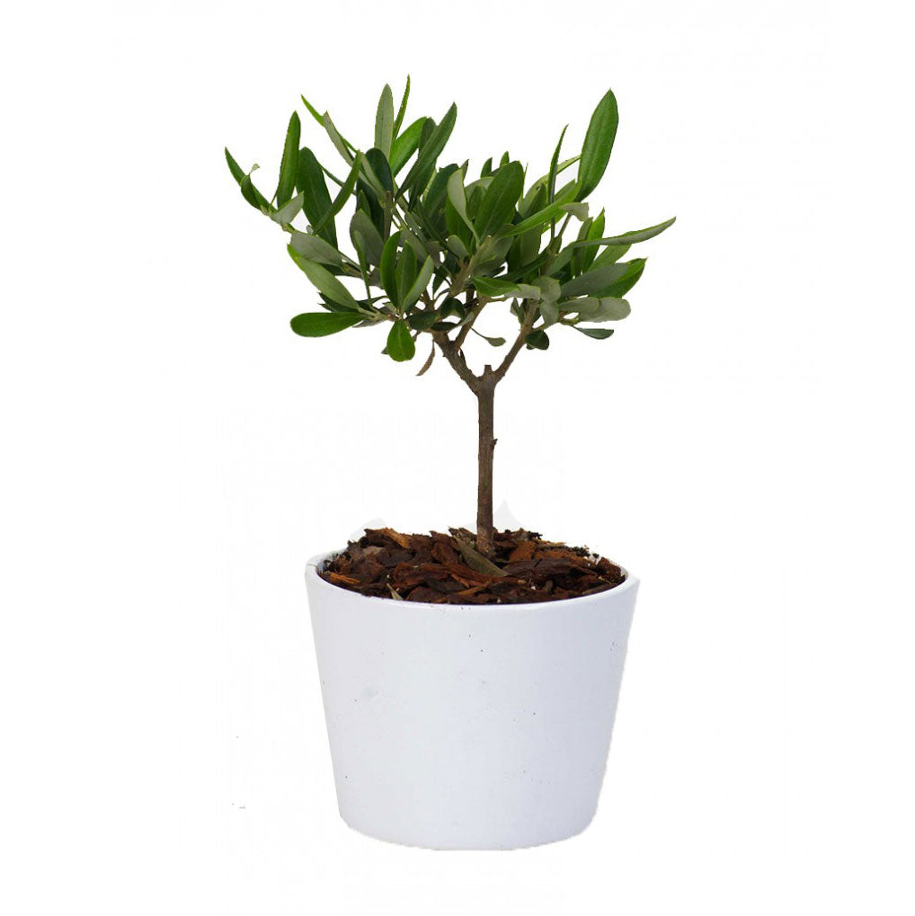 Bonsai Olivo in vasetto di ceramica bianca - bonsai-olivo-ceramica-bianca-D10