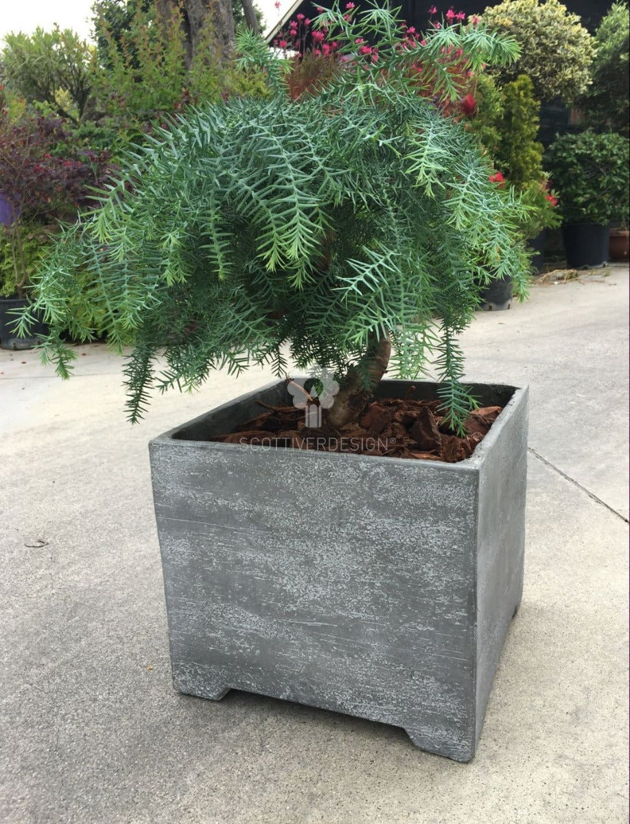 Bonsai pianta di Araucaria - bonsai di Araucaria