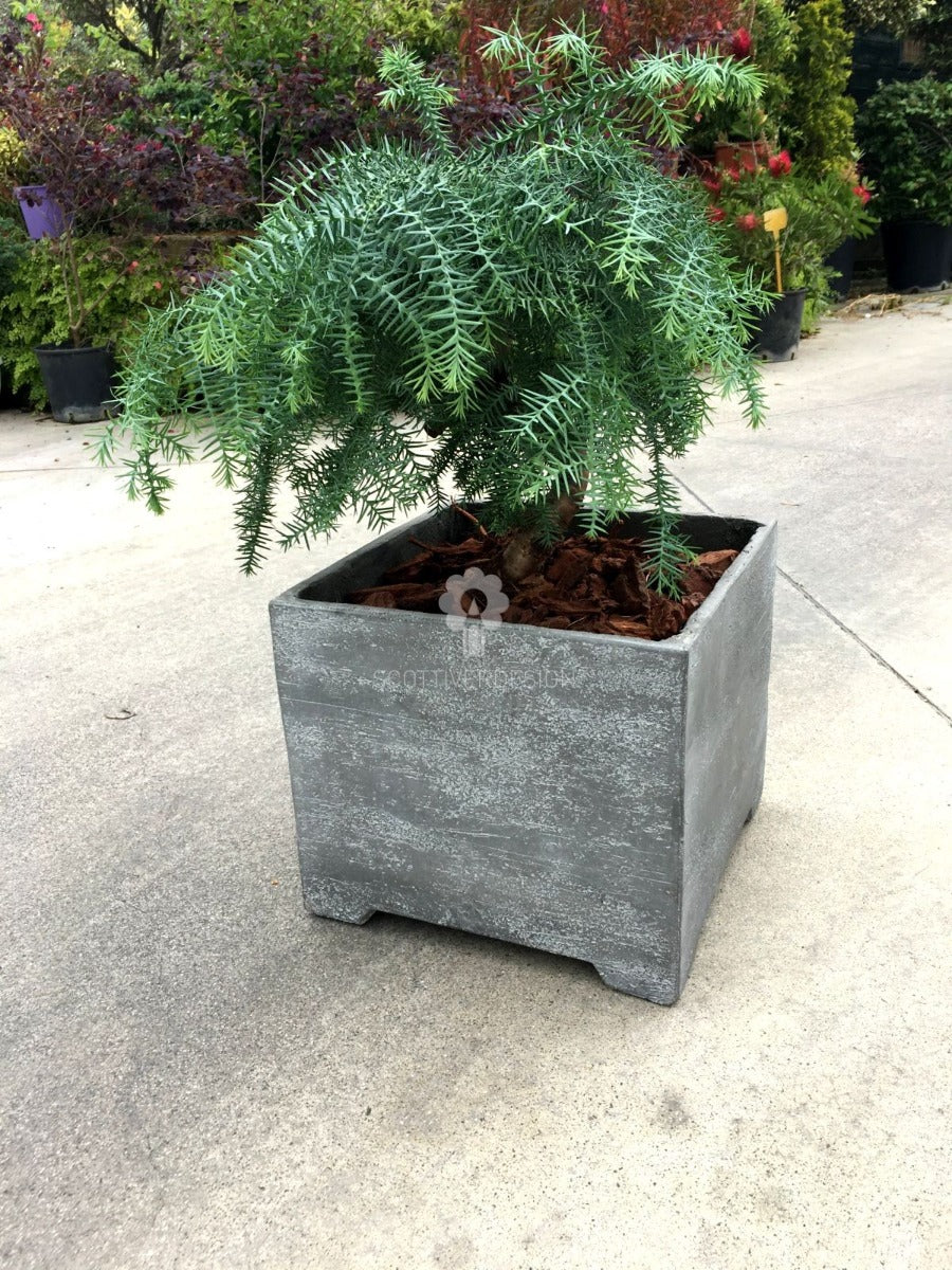 Bonsai pianta di Araucaria - bonsai di Araucaria